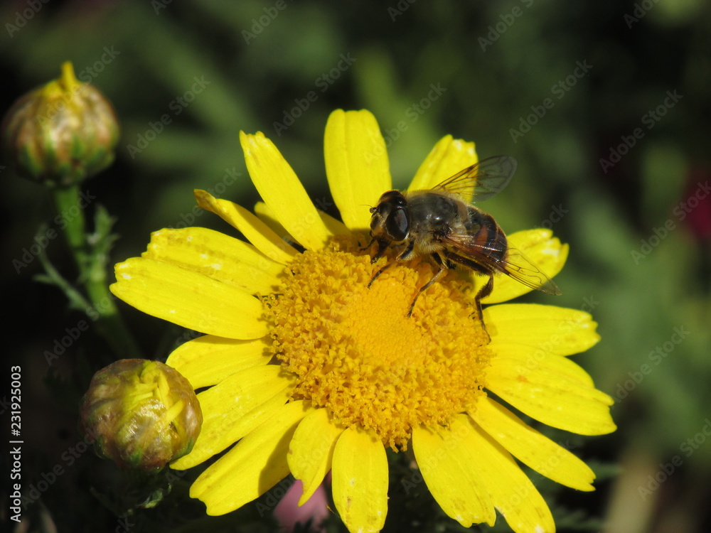 Closeup yellow flower with a bee on top. Nature background. Spring background. Nectar and pollen texture. Closeup yellow flower with a bee on top. Nature background. Spring background. Nectar and pollen texture.