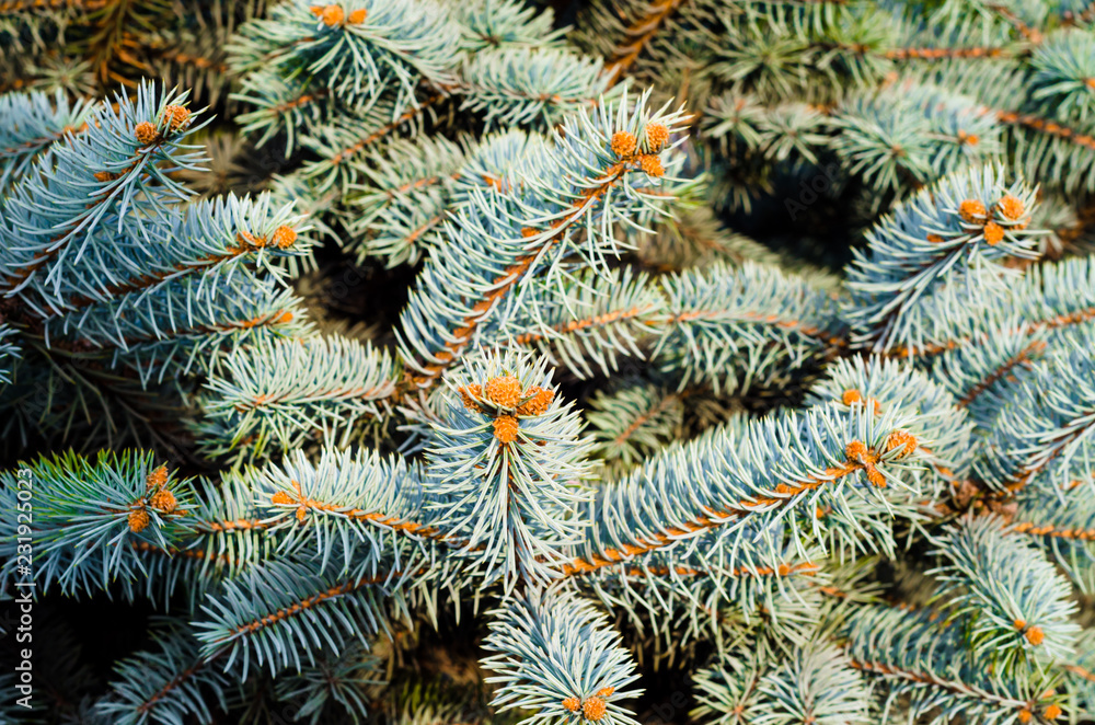 branches of spruce with green needles background