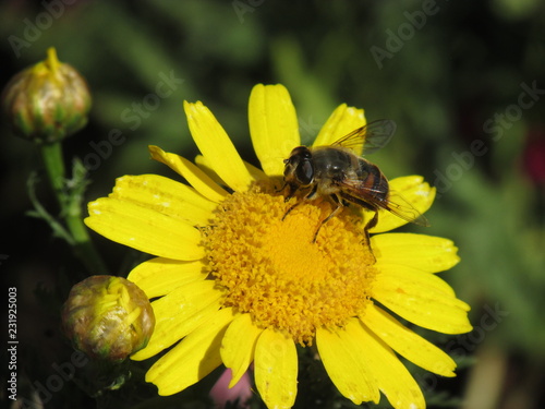 Closeup yellow flower with a bee on top. Nature background. Spring background. Nectar and pollen texture.