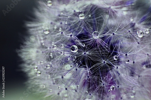 Dandelion violet, isolated on dark-green background with a water drops.