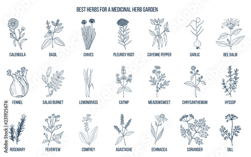 Best herbs to grow in your medicinal garden photo