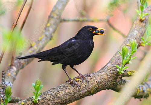 Konstfotografi Amsel (Turdus merula), Altvogel mit Futter im Schnabel auf Ast, Brandenburg, Deu