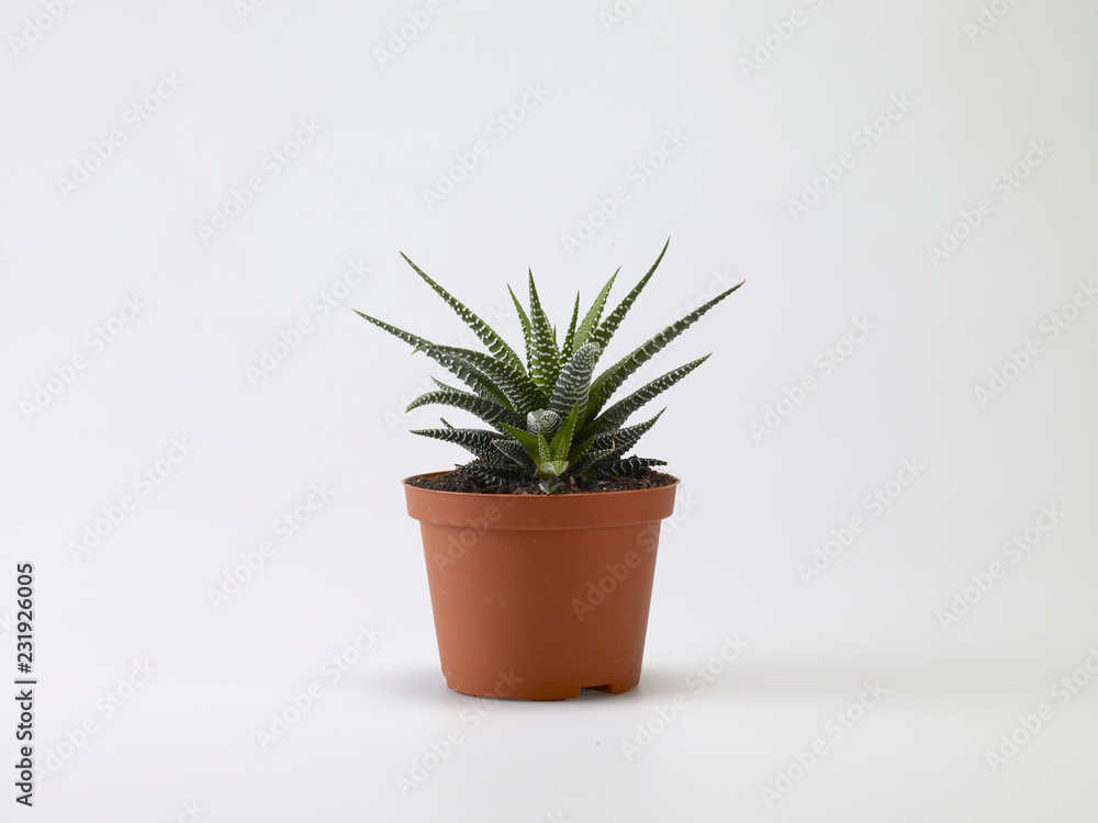 vaso con Aloe