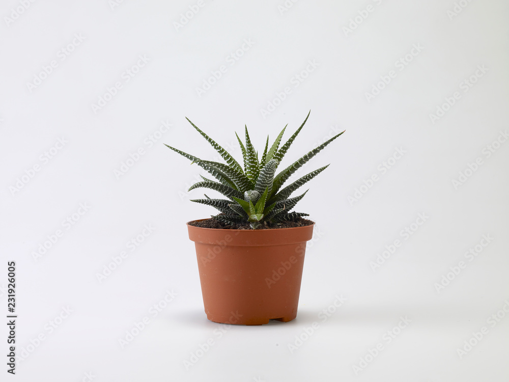 Fototapeta premium vaso con Aloe
