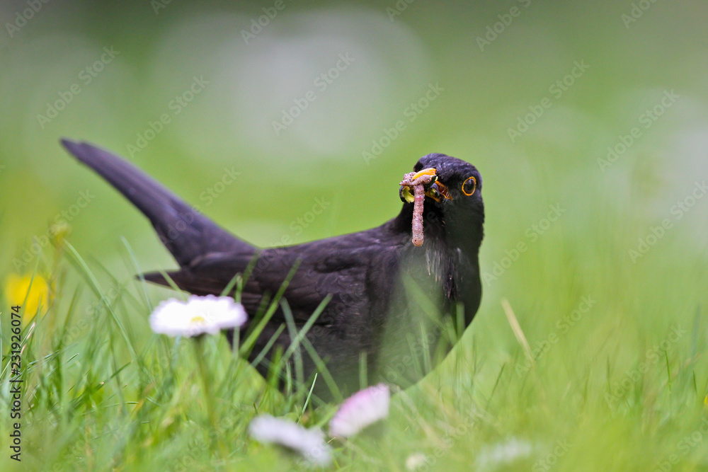 Amsel (Turdus merula), Altvogel mit Futter im Schnabel in Blumenwiese, Brandenburg, Deutschland Amsel (Turdus merula), Altvogel mit Futter im Schnabel in Blumenwiese, Brandenburg, Deutschland
