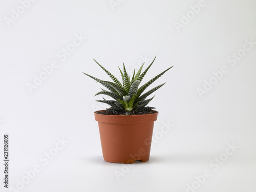 Fototapeta Naklejka Na Ścianę i Meble -  vaso con Aloe