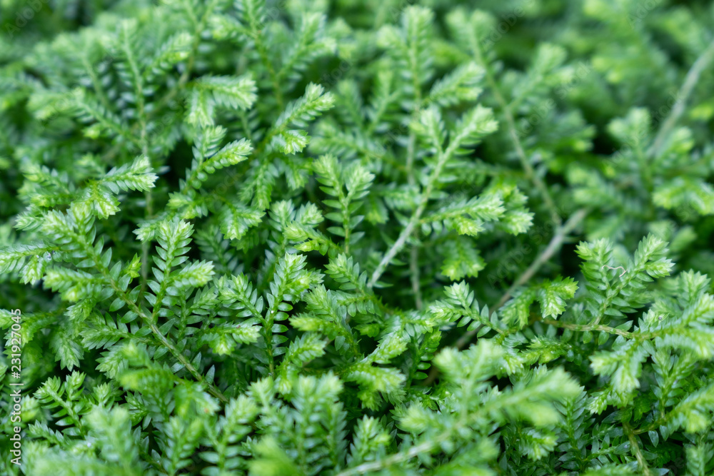 Green grass (small leaf) background texture. Green lawn texture background. top view. Green grass (small leaf) background texture. Green lawn texture background. top view.
