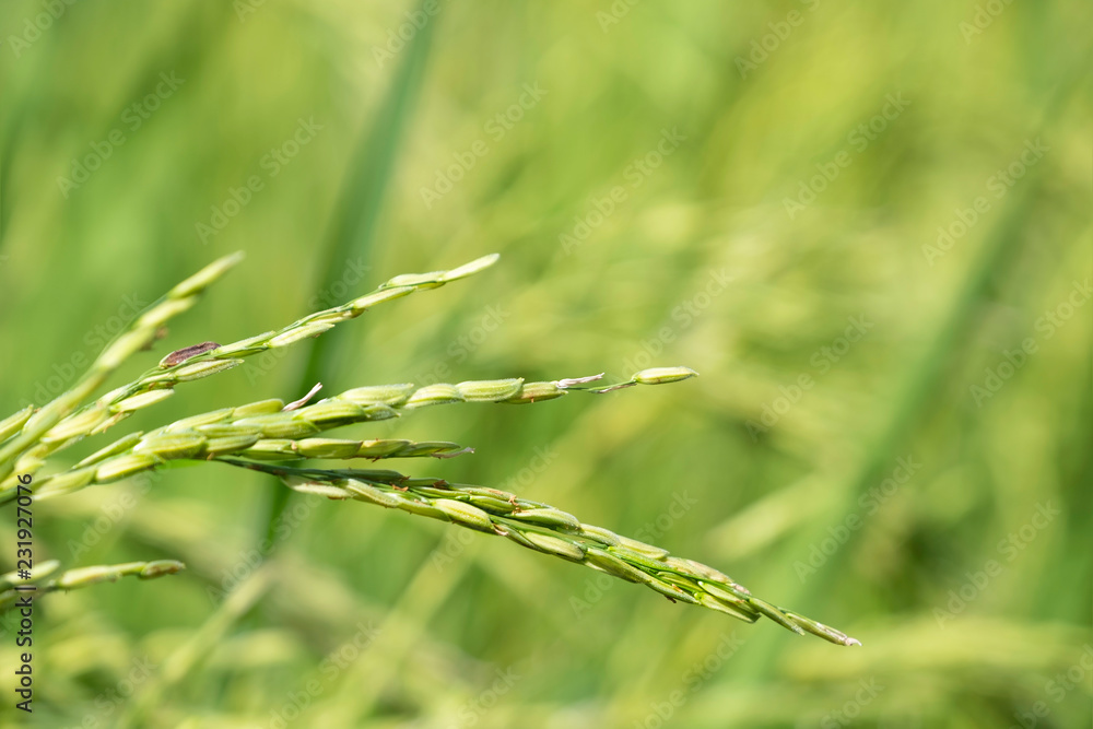 Closeup of rice paddy in Thailand farm. Organic food and main food of Asian people. Closeup of rice paddy in Thailand farm. Organic food and main food of Asian people.