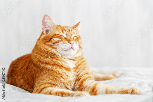 Red cat lying on the bed and dozing off with eyes closed