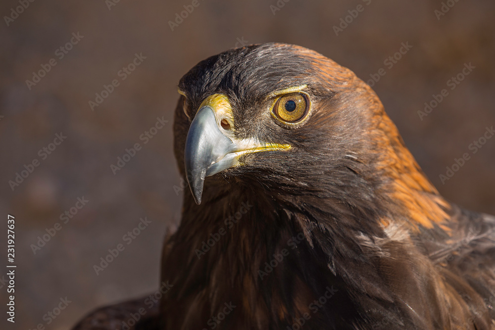Golden Eagle Close Up Golden Eagle Close Up