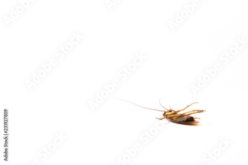 Focus body cockroach isolated on white background.