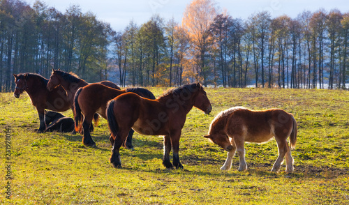 Fototapeta Naklejka Na Ścianę i Meble -  Konie Na Pastwisku