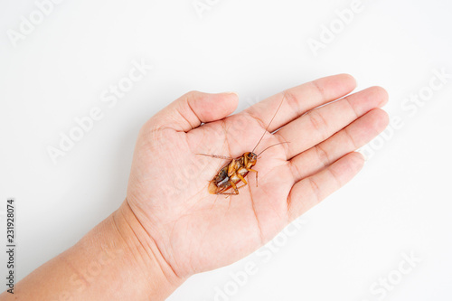 Focus body cockroach on human hand holding isolated on white background. Contagious diseases in the kitchen. © BBbirdZ