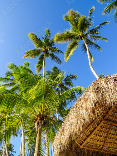 La Romana, Dominican Republic - Caribbean palms and blue sky in a tropical beach.