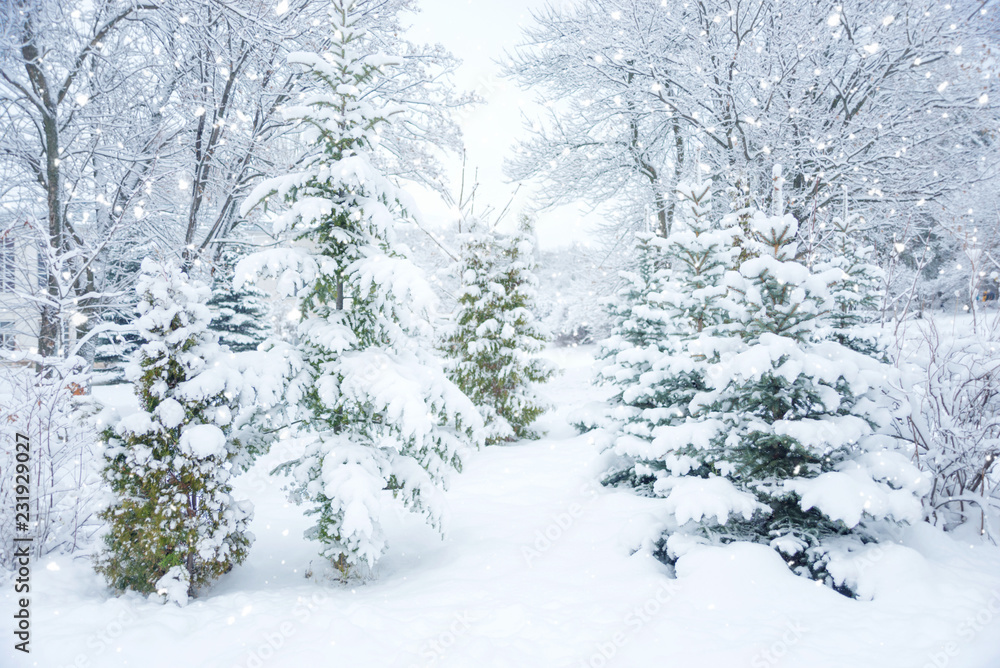 Fototapeta premium Snow-covered fir-trees outdoors