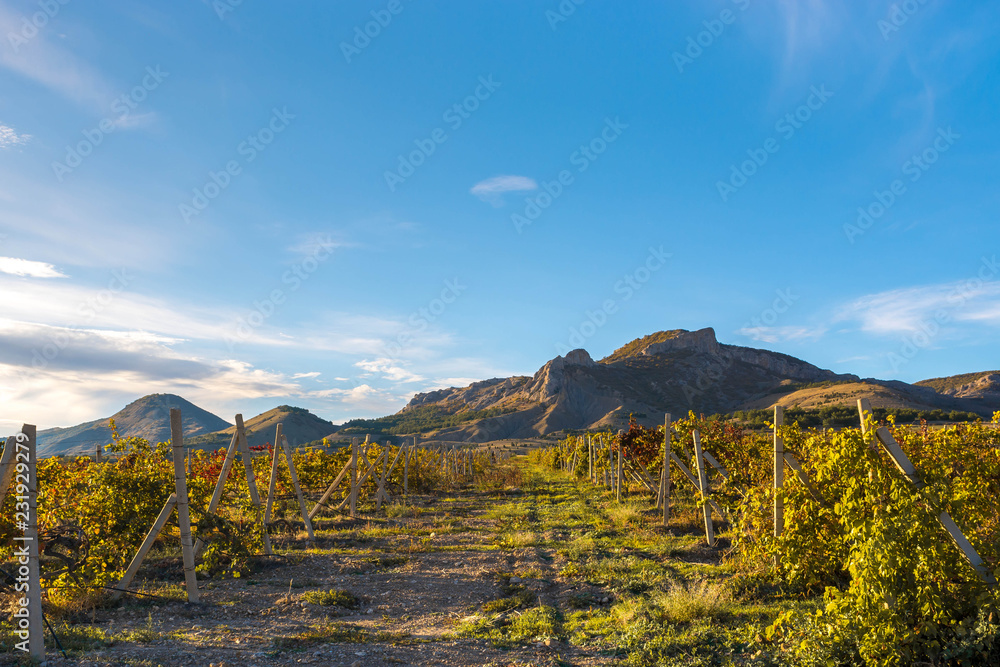 Fototapeta premium Autumn Vineyard