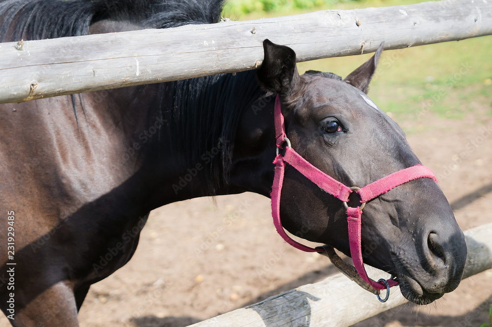 bay horse in bridle pulls his neck bay horse in bridle pulls his neck