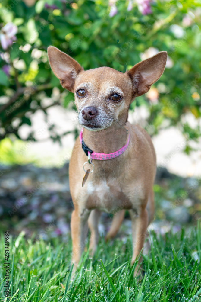 A small chihuahua dog wearing a pink collar stands outside on grass.