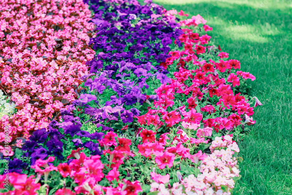 bright flower arrangement in the park