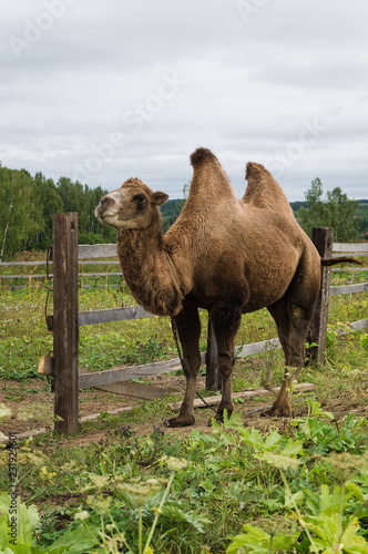two-humped camel standing on the grass by the fence