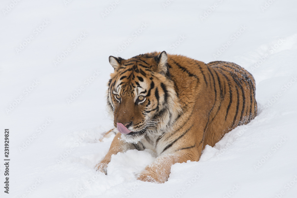 Obraz premium Siberian Tiger in Snowy forest