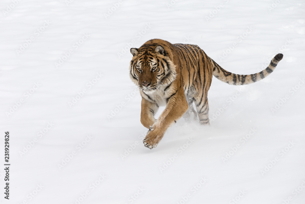 Obraz premium Siberian Tiger in Snowy forest