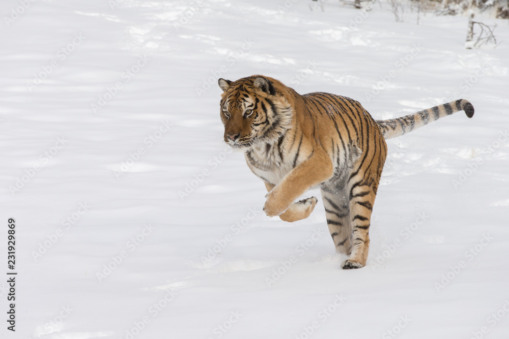 Obraz premium Siberian Tiger in Snowy forest