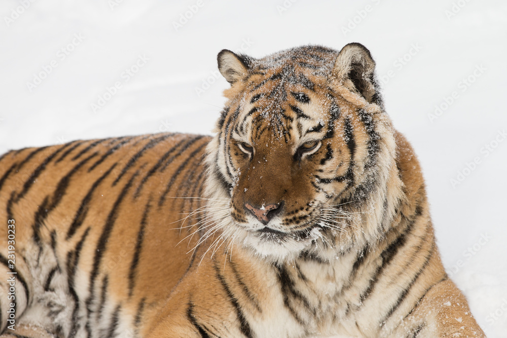Obraz premium Siberian Tiger in Snowy forest
