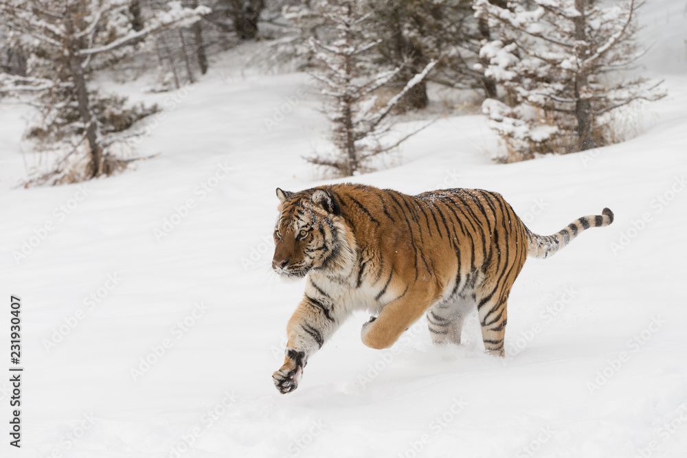 Obraz premium Siberian Tiger in Snowy forest