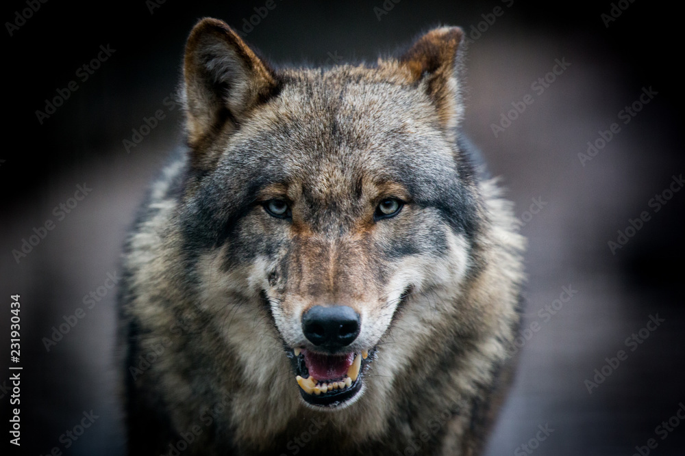 Scary dark gray wolf (Canis lupus) - obrazy, fototapety, plakaty 