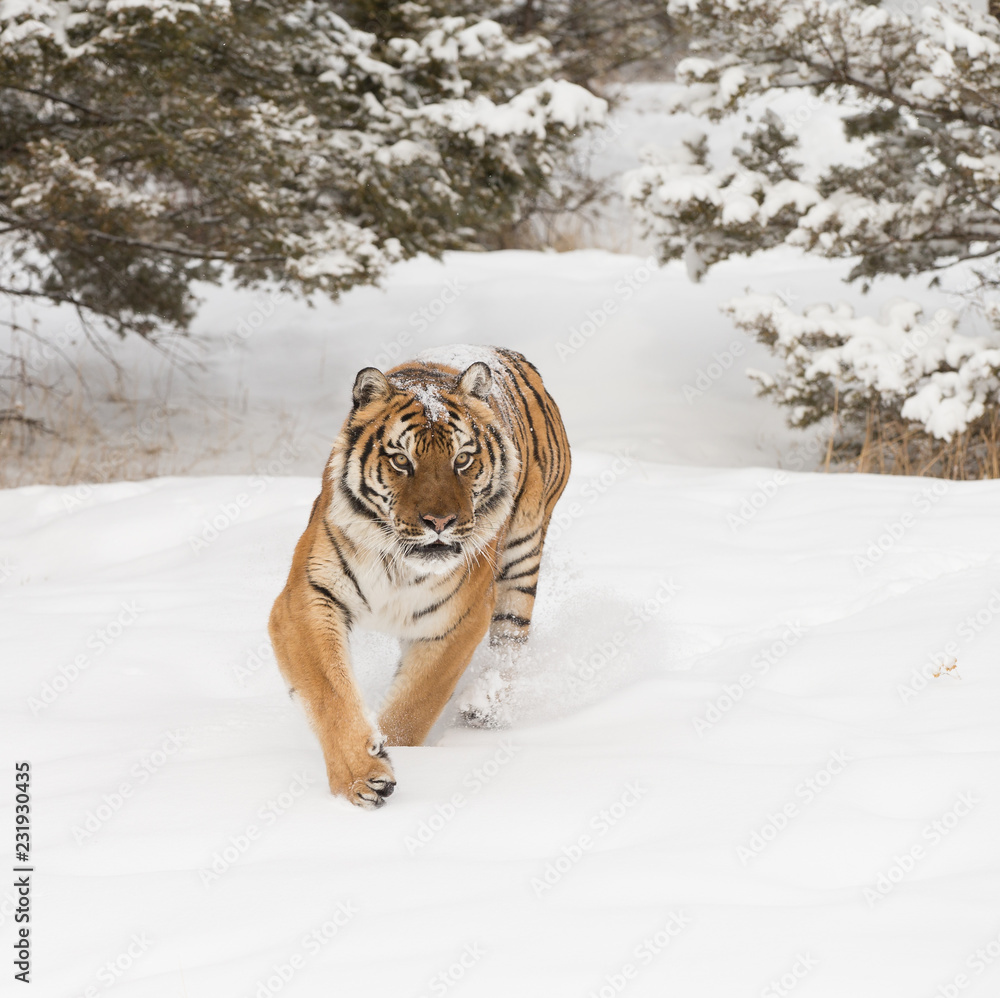 Siberian Tiger in Snowy forest