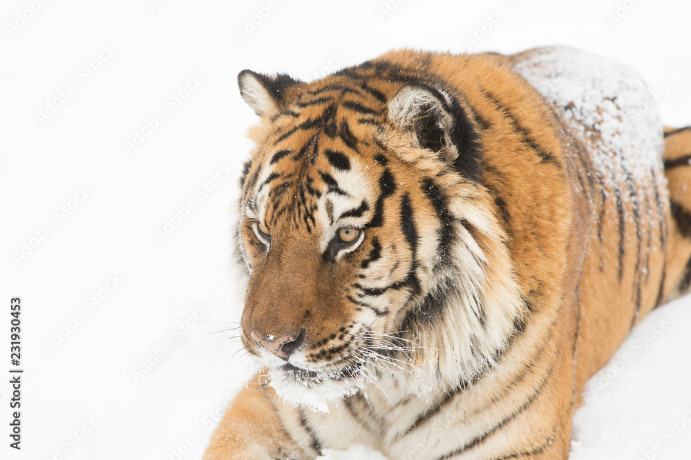 Fototapeta premium Siberian Tiger in Snowy forest