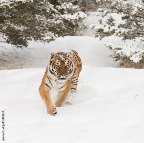 Siberian Tiger in Snowy forest © Dennis Donohue
