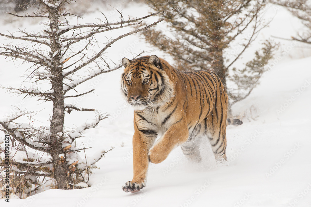 Obraz premium Siberian Tiger in Snowy forest