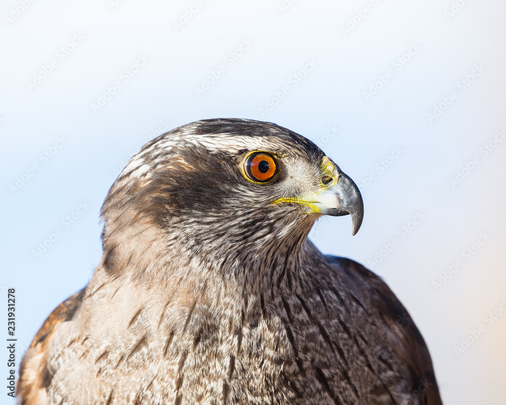 Fototapeta premium Harris's Hawk Close Up