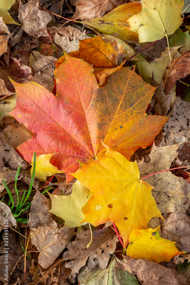 Looking down on colourful autumnal leaves Looking down on colourful autumnal leaves