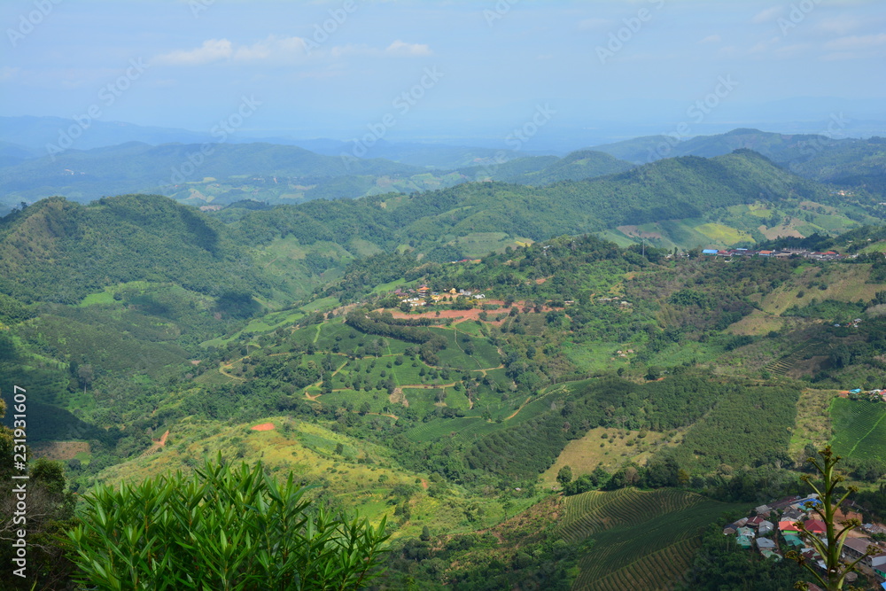 Plantations de Thé Chiang Rai Thaïlande - Tea Fields Thailand