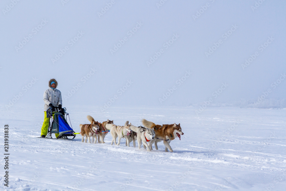 Woman musher hiding behind sleigh at sled dog race on snow in winter