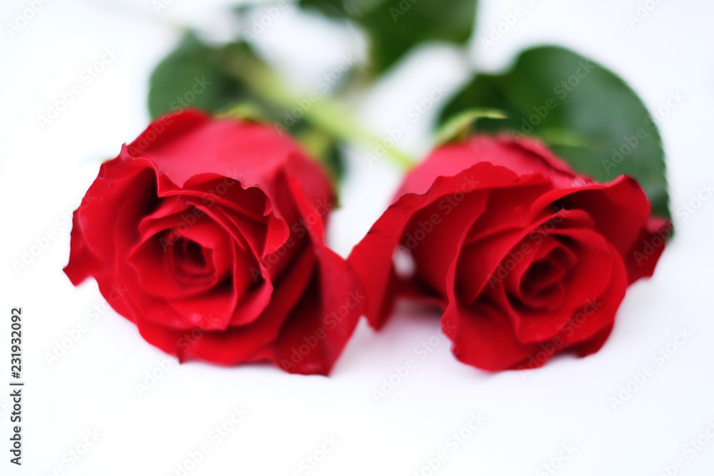 Zwei rote Rosen vor weissem Hintergrund Zwei rote Rosen vor weissem Hintergrund
