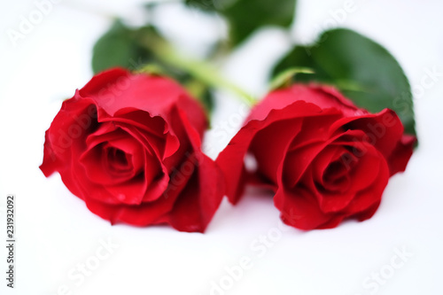 Zwei rote Rosen vor weissem Hintergrund