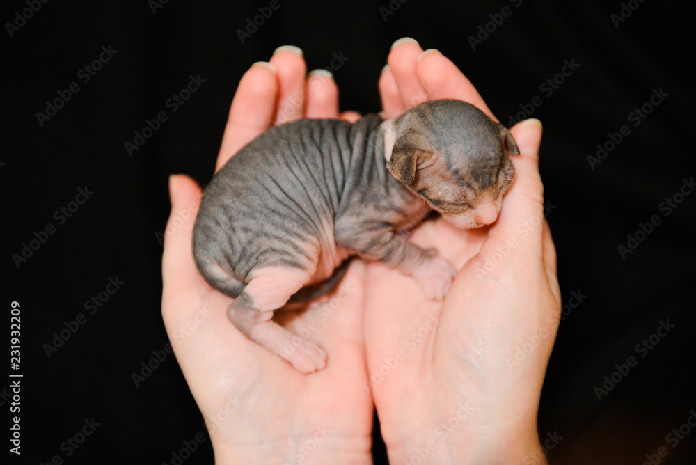 newborn kittens Sphynx. little bald cats sleep in the hands of a