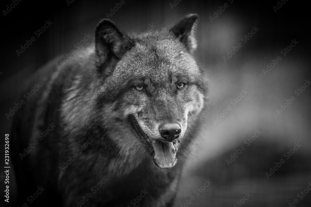 charcoal gray wolf