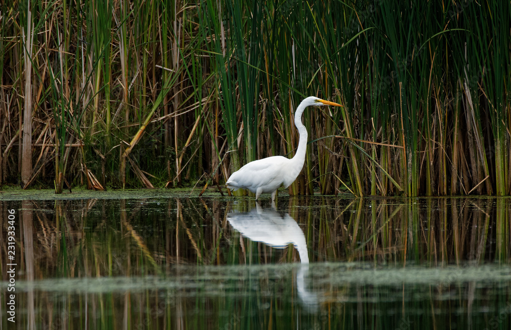 Obraz premium A Great Egret reflects in the water as it fishes. These large white herons will stalk along a shoreline hunting for fish and frogs.