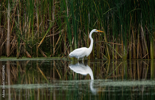 A Great Egret reflects in the water as it fishes. These large white herons will stalk along a shoreline hunting for fish and frogs.