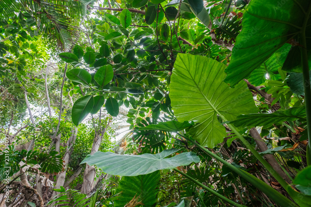Obraz premium rośliny tropikalne w lesie lub dżungli / krajobrazie lasów deszczowych -