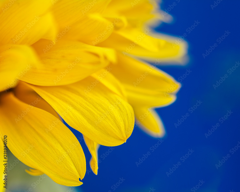 Obraz premium macro close-up sunflower moss flower lush yellow petals on a blue background