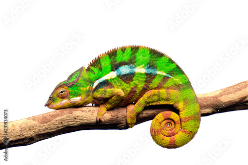 Pantherchamäleon (Furcifer pardalis) - Panther chameleon