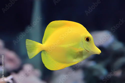 Zebrasoma yellow tang fish