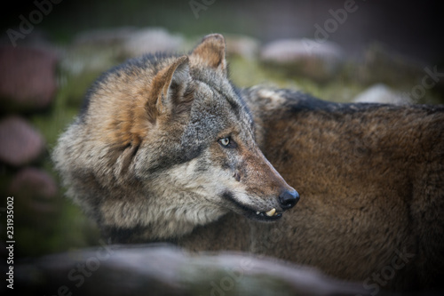 Scary dark gray wolf  Canis lupus 