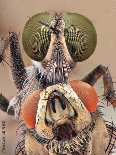 Extreme sharp and detailed closeup macro of robber fly